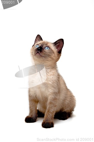 Image of Baby Siamese Kitten