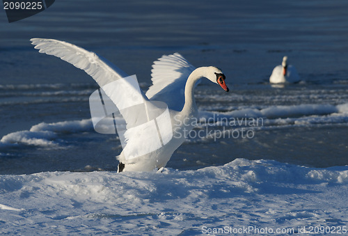 Image of White swan 