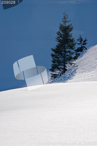 Image of Tree in Snow