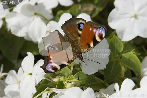 Image of butterfly on flower