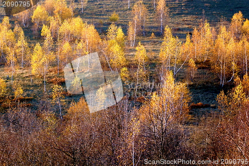 Image of autumn birches