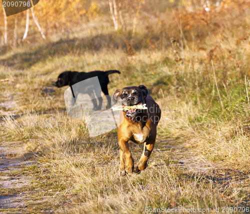 Image of boxer running with a stick