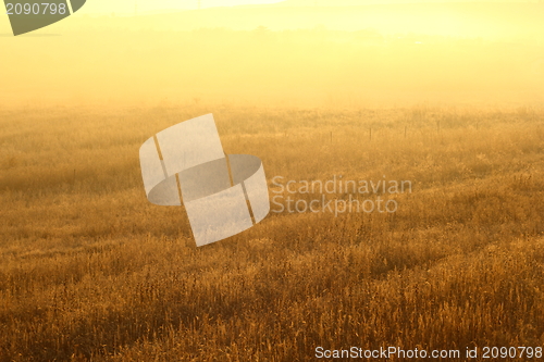 Image of colors of morning in the field