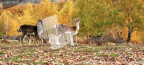 Image of fallow deer herd in autumn