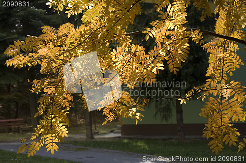 Image of Autumn