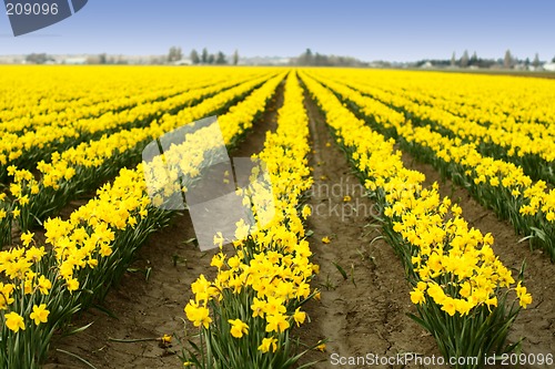 Image of Yellow daffodils