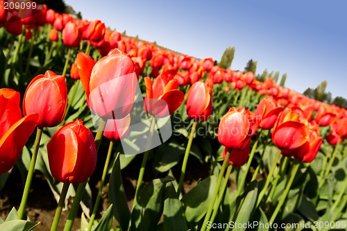 Image of Red tulips