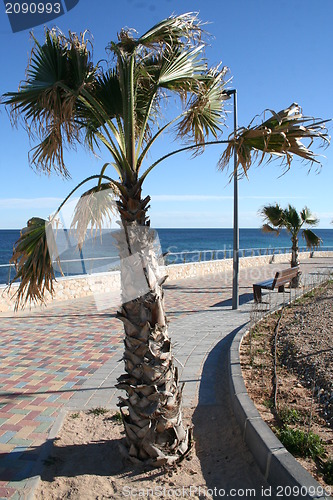 Image of Promenade in Mil Palmeras, Spain 