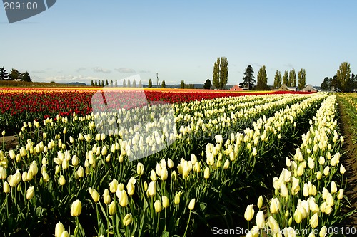 Image of Tulip field