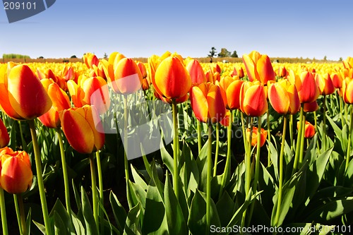 Image of Orange tulips