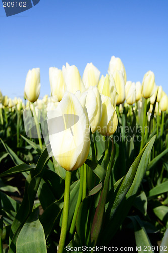 Image of White tulips