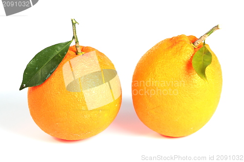 Image of Two oranges