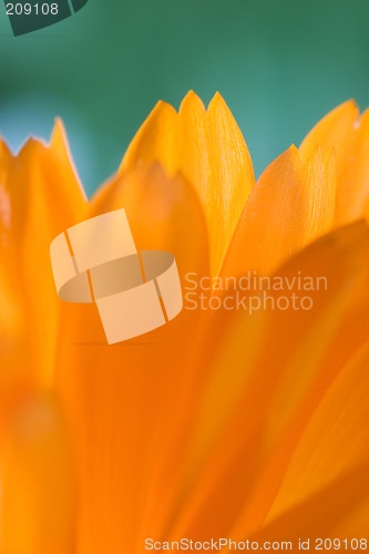 Image of Petals of orange flower(Calendula) macro