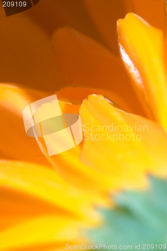 Image of Petals of orange flower(Calendula) macro