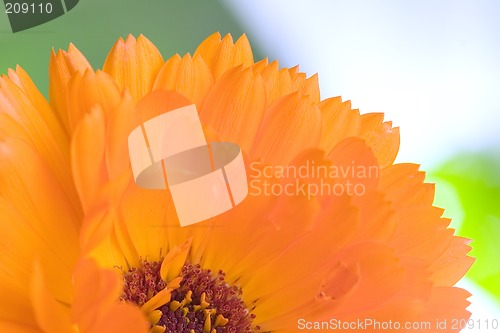 Image of Orange flower(Calendula) macro