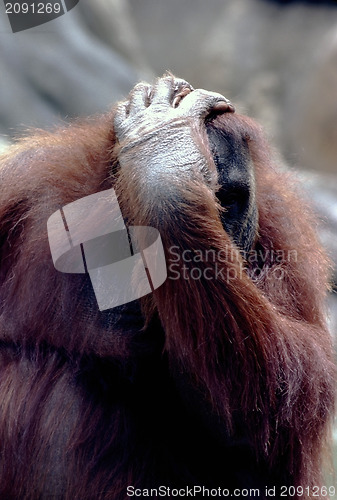 Image of Orangutan