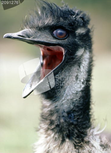 Image of Emu