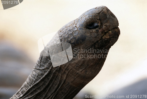 Image of Galapagos Tortois