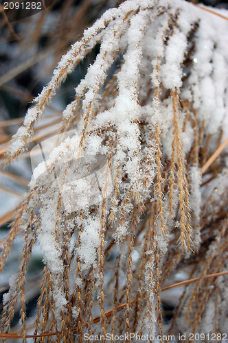 Image of Winter in garden