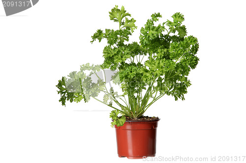 Image of parsley herb plant growing in the  pot