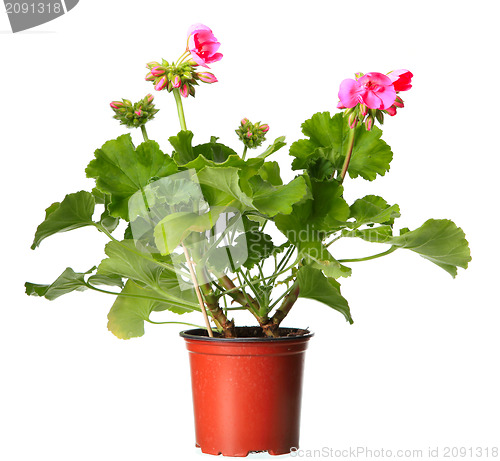 Image of Pink geraniums in a pot