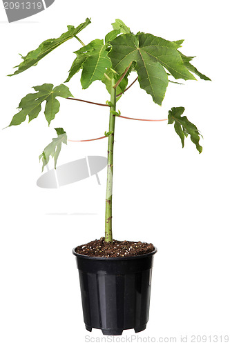 Image of Young papaya tree in the plastic pot 