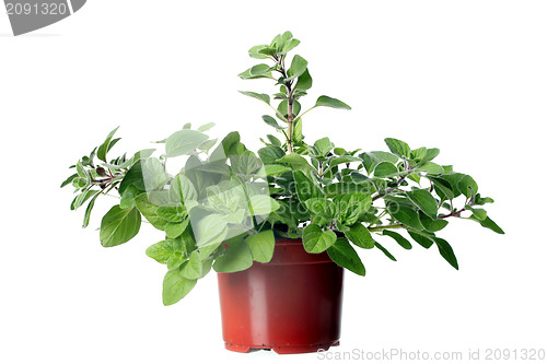 Image of Oregano herb plant growing in the  pot