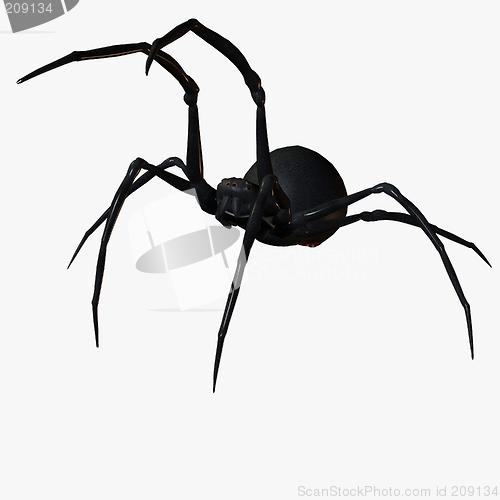 Image of Black Widow Spider