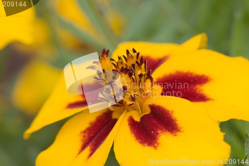 Image of Orange flower interior