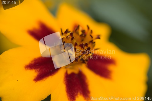 Image of Orange flower interior