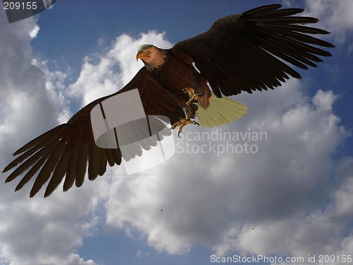 Image of Eagle