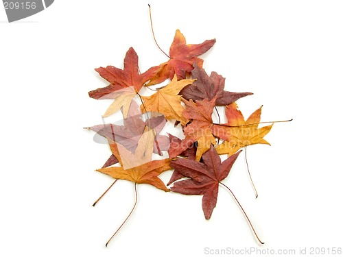 Image of Autumns leaves