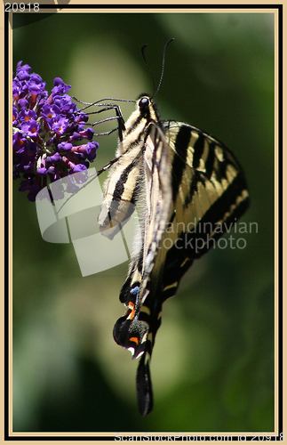 Image of SWALLOWTAIL 1