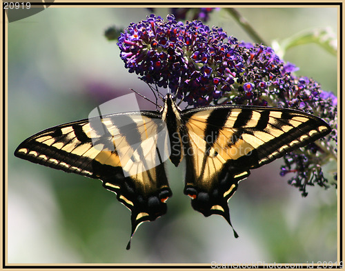 Image of SWALLOWTAIL 2