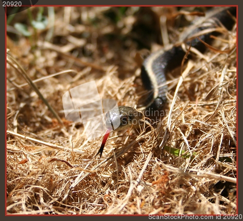 Image of GARDEN SNAKE