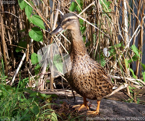 Image of Mallard Duck