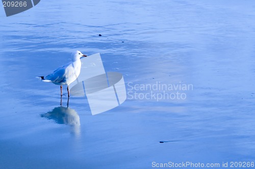 Image of Australian Silver Gull in water

