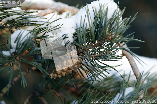 Image of Snowy pine cone