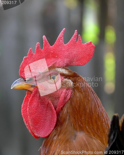 Image of KING OF THE FARMYARD