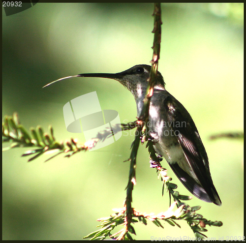 Image of HUMMINGBIRD