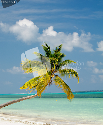 Image of Palm Tree on Ocean Beach