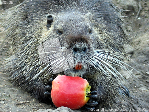 Image of NUTRIA WITH APPLE