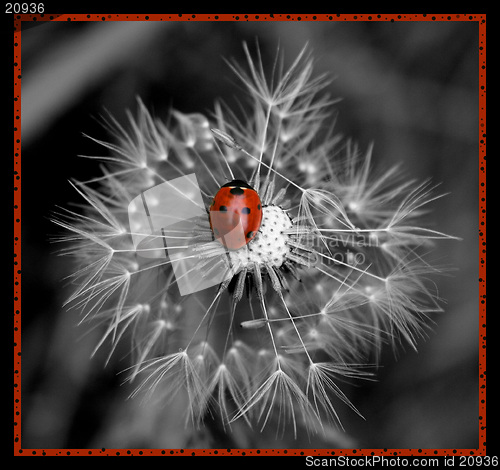 Image of LADY IN RED