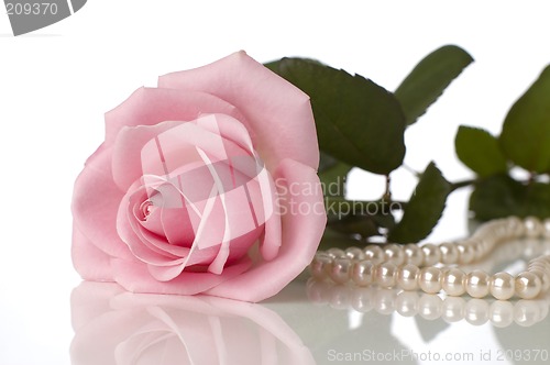 Image of rose