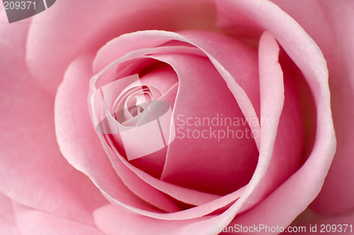 Image of rose