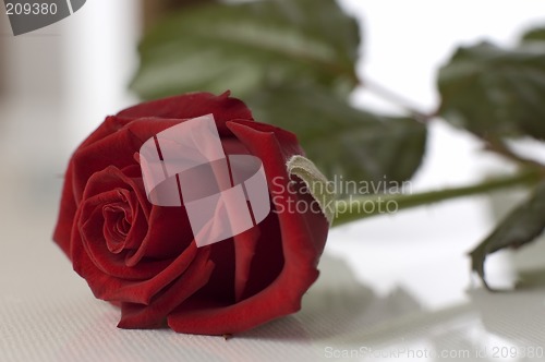 Image of rose