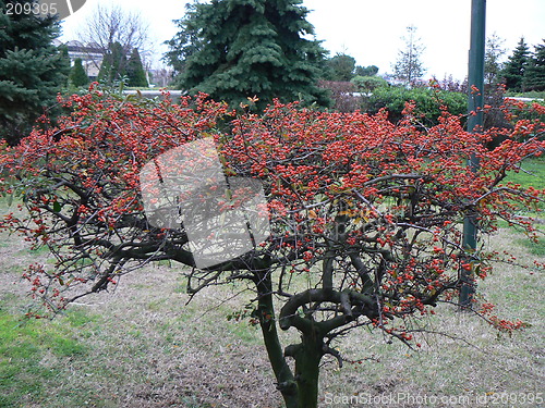 Image of Red tree