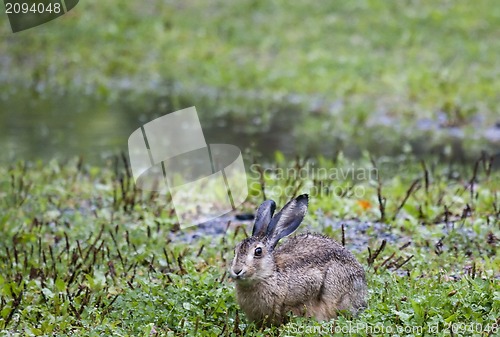 Image of hare