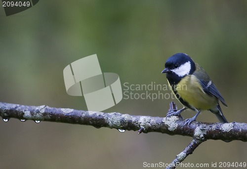 Image of great tit