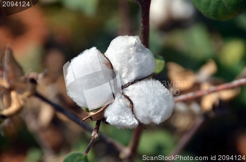 Image of Cotton bud